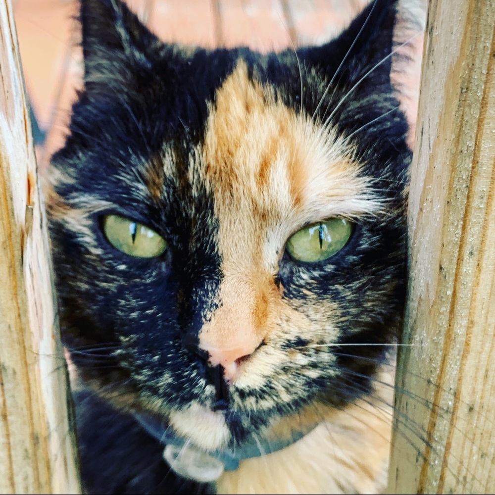 Meet your Posher, Carla